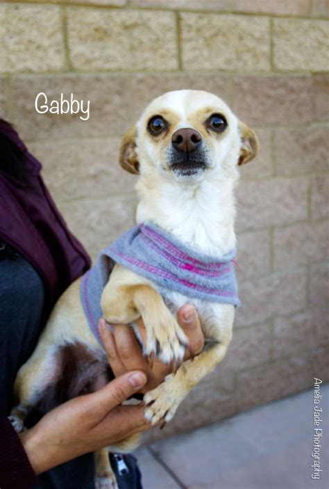 Dogs for Adoption Near Bakersfield, CA .